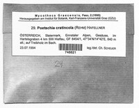Image of Poetschia cratincola